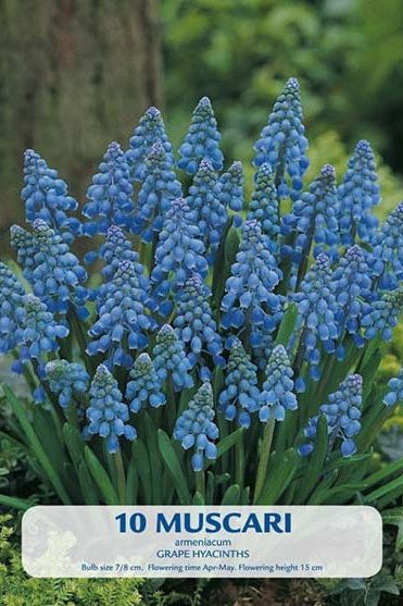 Perlehyasint Armeniacum 10-pakning